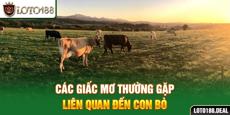 Mơ thấy bò đánh con gì? Giải mã chiêm bao chi tiết ở Loto188 Các giấc mơ thường gặp liên quan đến con bò