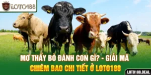 Mơ thấy bò