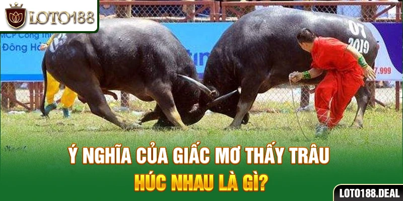 Mơ Thấy Trâu Đánh Con Gì? Giải Mã Giấc Mơ Về Trâu 2025 Ý nghĩa của giấc mơ thấy trâu húc nhau là gì?